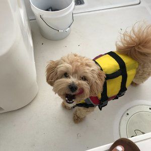 Meet your Posher, Caitlyn